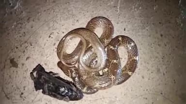 নাকাশিপাড়া: আবার ও বেথুয়াডহরি কলেজ পাড়া ও সাহাপাড়া থেকে উদ্ধার বিষধর গোখরো এবং ঘরচেতি সাপ  রেসকিউয়ার দীপঙ্করের