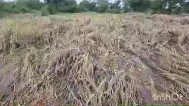 વઘઇ: હવામાન વિભાગ દ્વારા અતિભારે વરસાદ તથા વાવાઝોડાની આગાહીના પગલે ડાંગ જિલ્લામાં પાકના રક્ષણ માટે તકેદારીનાં પગલા જિલ્લા