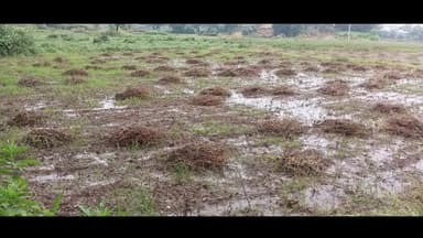 चिखली: चिखली में बे मौसम बरसात के कारण पशुओं के चारे पर संकट आया