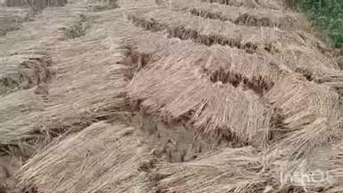 बैकुंठपुर: कोरिया जिले में लगातार 3 दिन से हो रही बारिश से किसानों की चिंता बढ़ी, धान की फसल को हो रहा नुकसान