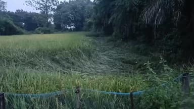 সাঁইথিয়া: সাঁইথিয়ার জুইতে গ্রামে নিম্নচাপের প্রভাবে বিপর্যস্ত ধানচাষ  চাষিদের মাথায় হাত
