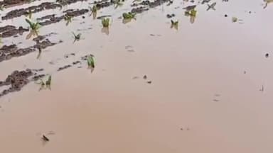 ડભોઇ: ડભોઇ : કમોસમી વરસાદથી ખેડૂતો ચિંતામાં – ઉભા પાકને ભારે નુકસાન