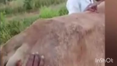 नागभिर: सावरगाव ते कनाळगाव रस्त्यावर पुन्हा वाघाचा गाय व गोव्ऱ्यावर हल्ला