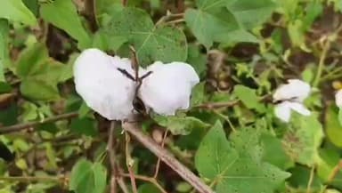 लोणार: हजारो हेक्टर वरील पांढरे सोने भिजले! सिंदखेडराजा तालुक्यात काढणीला आलेला कापूस काळवंडला