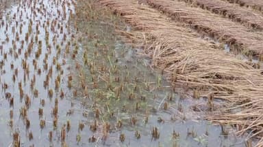 लालबर्रा: लालबर्रा क्षेत्र में बारिश से किसानों की कटी फसलें भीगीं, भारी नुकसान की आशंका