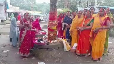 पाकुड़िया: पाकुडिया में आंवले के पेड़ तले पूजा-अर्चना कर महिला श्रद्धालुओं ने मनाई अक्षय नवमी #maheshpur