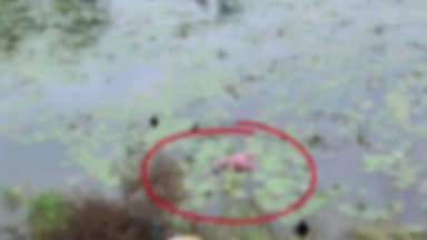 कोचस: कोचस पुलिस ने आरा- मोहनिया पथ के किनारे एक वृद्ध का शव किया बरामद, पोस्टमार्टम के लिए सदर अस्पताल भेजा