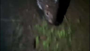 পলাশবাৰী: চানডুভিত কেটেলা পহু উদ্ধাৰ