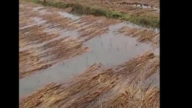 दरौली: दरौली प्रखंड के गांवों में लगातार दो दिनों से हो रही वर्षा से फसल बर्बाद, किसान चिंतित