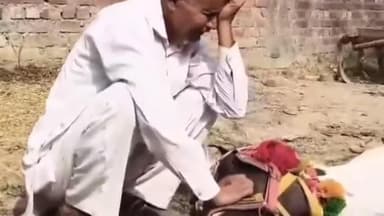 जगाधरी: यमुनानगर: शादी में बगी की तार से टकराने से घोड़ी की मौत, पुलिस जांच में जुटी