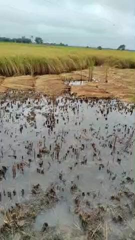 गाँव जनेह में रात में हुई बारिश के कारण पूरी फसल गिर गई है