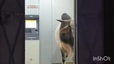 લુણાવાડા: લુણાવાડા શહેરમાં એટીએમમાં આખલો ઘૂસ્યો