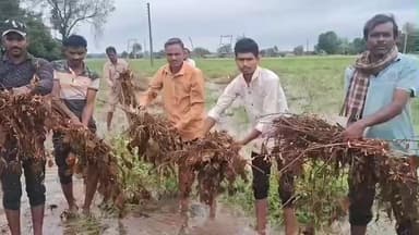 મેઘરજ: મેઘરજના ગ્રામ્ય પંથકમાં કમોસમી વરસાદથી પાકને ભારે નુકસાન ખોખરીયા ગામના ખેડૂતનું નિવેદન