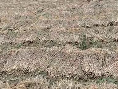 jiyaaman Panchayat ke fasal hai