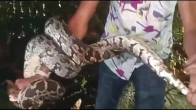 બારડોલી: બારડોલીના આફવા ગામેથી ફ્રેન્ડસ ઓફ એનિમલની ટીમે મહાકાય અજગરનું રેસ્ક્યુ કરી વનવિભાગને સોંપ્યો