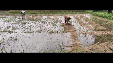 हुसैनगंज: हुसैनगंज प्रखंड के गांवों में बेमौसम बारिश से धान, अरहर व सब्जी की फसल बर्बाद, किसान परेशान