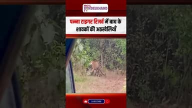 बाघ के शावकों की अठखेलियां, पर्यटकों ने बनाया रोमांचक पलों का Video | #pannatigerreserve #latestnews