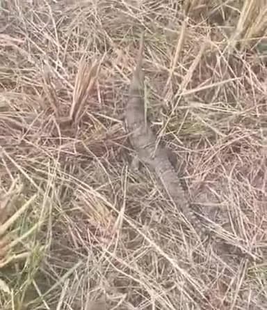 धनघटा: खिरिया के कर्मा बाबा के स्थान के धान के खेत में दिखा घड़ियाल