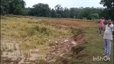 भंडरिया: भंडारिया में हाथियों का कहर, 12-15 हाथियों के झुंड ने एक दर्जन किसानों की धान की फसल बर्बाद की