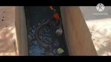 அரவக்குறிச்சி: பள்ளப்பட்டியில் வீட்டுக்குள் 7 அடி நீளம் உள்ள நாகப்பாம்பு புகுந்ததால் பரபரப்பு