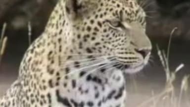 ब्रह्मपूरी: गांगलवाडी परिसरात बिबट्याच्या दहशतीने नागरिकात भीतीचे वातावरण