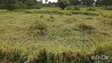 रमकंडा: चक्रवाती तूफान ‘मोंथा’ का असर: रमकंडा में बारिश और तेज हवा से धान की फसलें बर्बाद