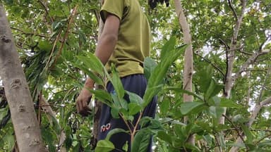 छपारा: दरबई गांव से 2 दिन से लापता बालक फंदे से लटका मिला, पुलिस जांच में जुटी