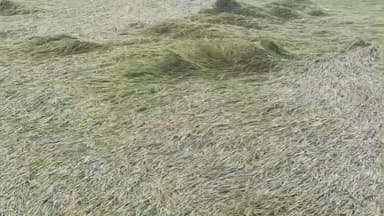 मोदनगंज: मोंदनगंज और घोसी में 'मोंथा' तूफान से धान की फसल धराशाई