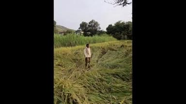 शिराळा: अवकाळी पावसाने भात पिकांचे नुकसान..