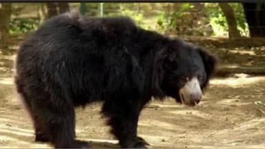 मोरी: मोरी के थुनारा गांव में बागीचे में काम कर रहे ग्रामीण पर भालू ने किया हमला, घायल