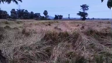 पाकुड़: चक्रवाती तूफान मोन्था ने मचाई तबाही,जिले भर के किसानों की उम्मीदों पर फिरा पानी #pakur #kisan #falsal #jharkhand