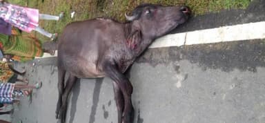 মানবাজার ২: আঁকরো বড়কদম অঞ্চলের প্রতাপপুর গ্রামে বাইকে ধাক্কায় গুরুতর আহত মহিষ