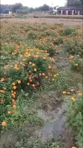 राजातालाब: बेमौसम बारिश से किसानों की मुसीबत बढ़ी, धान और गेंदे की फसल को हुआ भारी नुकसान