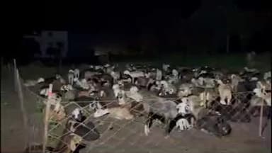 शिराळा: बिबट्यांच्या भीतीने मेंढपाळांचे 'जागते रहो.. विजेच्या दिव्यांचा वापर; शिराळा तालुक्यातील चित्र.