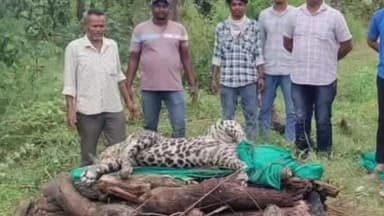 સોનગઢ: તાપી જિલ્લાના ભાણાવાડી ગામે થી દીપડી મૃત હાલત માં મળી આવી