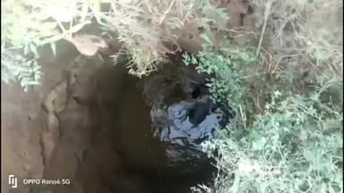 जौरा: जौरा जनपद पंचायत के गढ़ी खेड़ा गांव में दो आवारा गोवंश खुले कुएं में गिरे