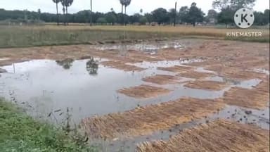 गोरौल: गोरौल प्रखंड क्षेत्र में लगातार बारिश से किसानों का धान हुआ बर्बाद