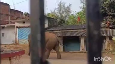 महुआडांड़: महुआ दल प्रखंड क्षेत्र में झुंड से भटका जंगली हाथी दूसरे दिन भी विचरण करता रहा