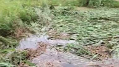 बिहिया: जगदीशपुर अनुमंडल क्षेत्र में हो रही बारिश से धान की फसल को हुआ नुकसान