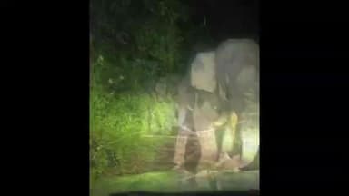 ചാലക്കുടി: അതിരപ്പിള്ളി അമ്പലപ്പാറയിൽ കാട്ടുകൊമ്പൻ കബാലിയെ പ്രകോപിപ്പിച്ച തമിഴ്നാട് സ്വദേശികളായ രണ്ടുപേർ പിടിയിൽ