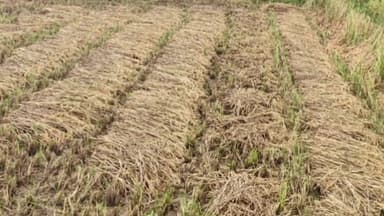 लालबर्रा: लालबर्रा क्षेत्र में लगातार बारिश से किसानों की बढ़ी चिंता, खेतों में खड़ी फसलें भीगने से खराब होने का डर