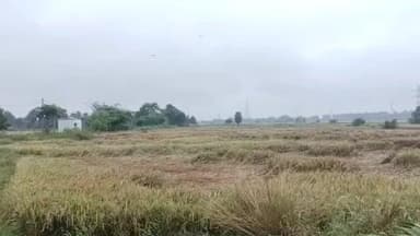 बेलछी: बेलछी प्रखंड में 'मोन्था' का असर, लगातार हो रही बारिश