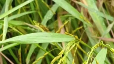 धनरुआ: लगातार बारिश से धनरूआ के किसानों की हालत खराब, धान की फसल पूरी तरह बर्बाद