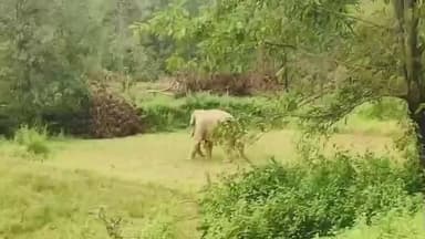 गोइलकेरा: गोईलकेरा के गुलरुवां गांव के पास जंगल में हाथियों के झुंड का प्रवेश, ग्रामीणों ने खदेड़ा