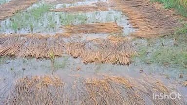 राजापाकर: राजापाकर सहित प्रखंड क्षेत्र में मूसलाधार बारिश से धान की फसल बर्बाद