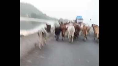 शिवपुरी: अमोला क्रेशर पर गोसेवकों ने फोर-लेन से गोवंश हटाया, सड़क हादसे टलने की संभावना