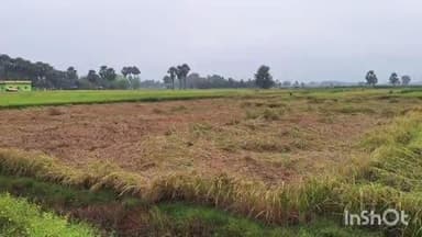 मेसकौर: तीसरे दिन भी मोंथा चक्रवात का कहर, किसानों की उम्मीदें टूटी