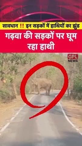 गढ़वा की सड़कों पर घूम रहा हाथी #GarhwaNews #ElephantAlert #JharkhandWildlife