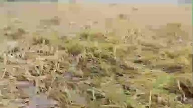 સોજીત્રા: દેવા તળપદ સહિત વિવિધ ગામોમાં પાક નુકસાનીના સર્વેની કામગીરી હાથ ધરાઈ