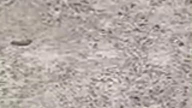 વેજલપુર: શહેરમાં વ્હાઇટ ટોપિંગના રોડ સમયસર પૂર્ણ ન કરતા બંને કોન્ટ્રાક્ટર પાસેથી કામ પરત લેવાયા